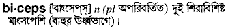 Biceps in Bangla Academy Dictionary