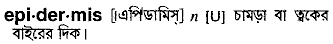Epidermis in Bangla Academy Dictionary