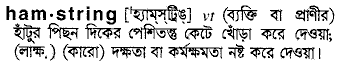 Hamstring in Bangla Academy Dictionary