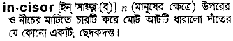 Incisor in Bangla Academy Dictionary