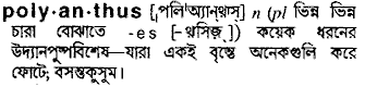 Polyanthus in Bangla Academy Dictionary
