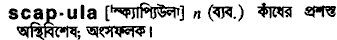 Scapula in Bangla Academy Dictionary