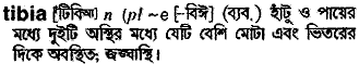 Tibia in Bangla Academy Dictionary