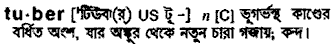 Tuber in Bangla Academy Dictionary